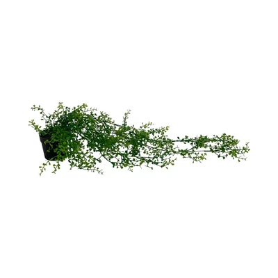 Gambar Arthome Tanaman Artifisial Garland Fern Dengan Pot 73 cm - Hijau