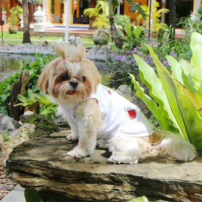 Gambar Doggy Dolly Ukuran XXL Baju Tank Anjing Fruit - Putih