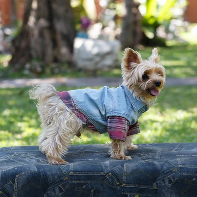 Gambar Doggy Dolly Ukuran XL Baju Jaket Denim Anjing