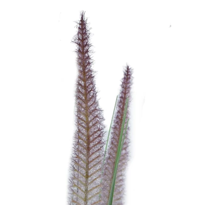 Gambar Informa Tanaman Artifisial Foxtail Grass Dengan Pot 30x30x152 cm - Ungu