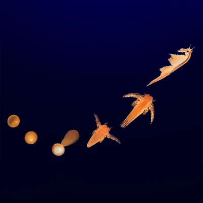 Gambar Aqua Dragons Set Refill Underwater World 4004-em