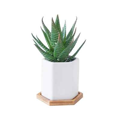 Gambar Arthome Tanaman Artifisial Aloe Dengan Pot Keramik 12.7x12.7x17.8 cm - Hijau