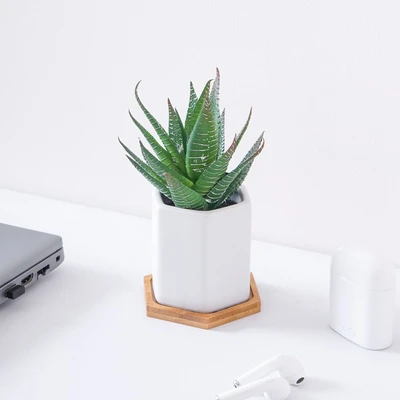 Gambar Arthome Tanaman Artifisial Aloe Dengan Pot Keramik 12.7x12.7x17.8 cm - Hijau