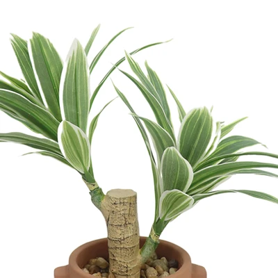 Gambar Forhom Tanaman Artifisial White Edged Grass Dengan Pot 30.5x20.3x30.5 cm - Hijau