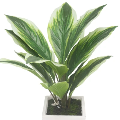 Gambar Forhom Tanaman Artifisial Calathea White Dengan Pot 53.3x53.3x43.2 cm - Hijau