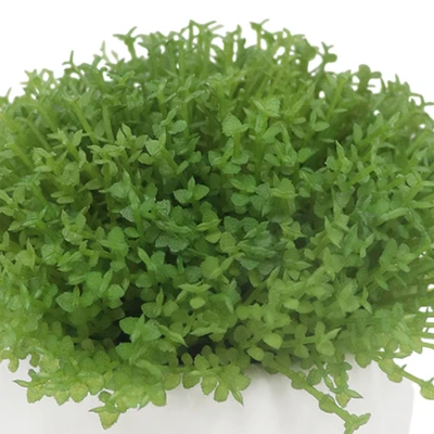 Gambar Forhom Tanaman Artifisial Aquatic Grass Dengan Pot 15.9x15.9x12.1 cm - Hijau