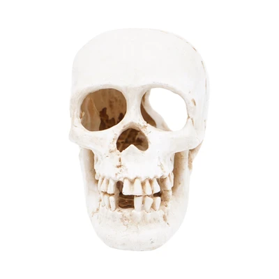 Gambar Fishland Dekorasi Akuarium Polyresin Skull 16.5 cm - Putih