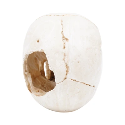 Gambar Fishland Dekorasi Akuarium Polyresin Skull 16.5 cm - Putih