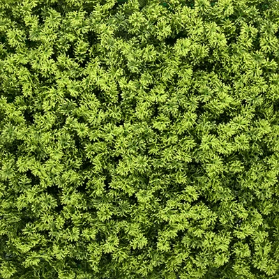 Gambar Forhom Rumput Artifisial Dinding Houttuynia Cordata 50x50 cm - Hijau