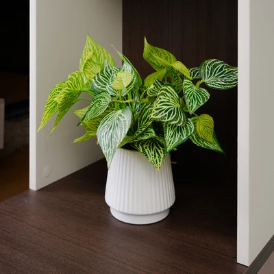 Gambar Arthome Tanaman Artifisial Aureum Dengan Pot 12.3x12.3x35 cm - Krem