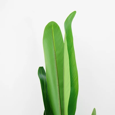 Gambar Informa Tanaman Artifisial Strelitzia Dengan Pot 80x80x170 cm - Hijau