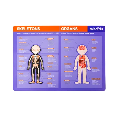 Gambar Mieredu Magnetic Pad Human Anatomy Set 44 Pcs - Ungu