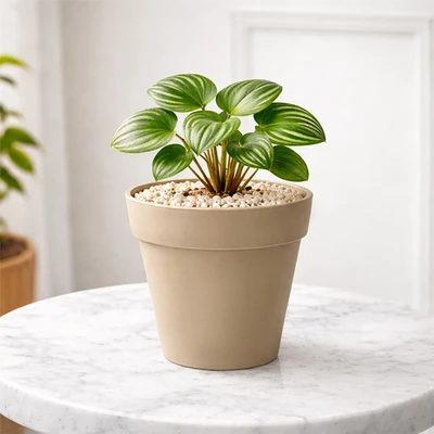 Gambar Soleil Nara Pot Tanaman Plastik Basic 18x18x17 cm - Cokelat