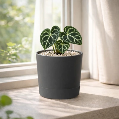 Gambar Soleil Nordic Pot Tanaman Self Watering Plastik 16.5x16.5x16 cm - Abu-Abu