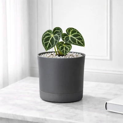 Gambar Soleil Nordic Pot Tanaman Self Watering Plastik 19.5x19.5x18.5 cm - Abu-Abu