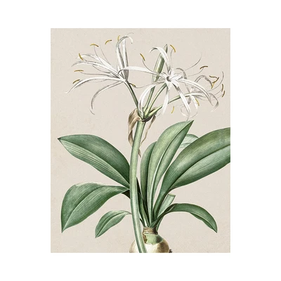 Gambar Informa Hiasan Dinding Kanvas Print Plants 40x50 cm Set 3 pcs - Mix