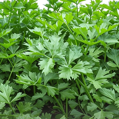 Gambar Infarm Benih Green Seledri