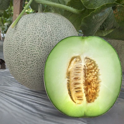 Gambar Infarm Benih Melon Prime