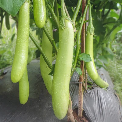 Gambar Infarm Benih Terong Brinjal