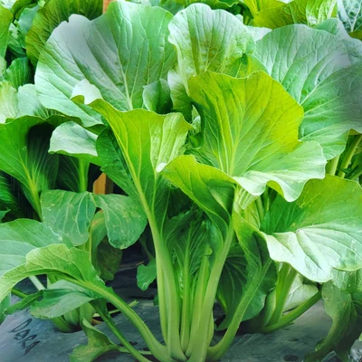 Gambar Infarm Benih Sawi Hijau Green Cai