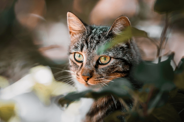 IMAGE_TAHU_kucing-5_1742886908