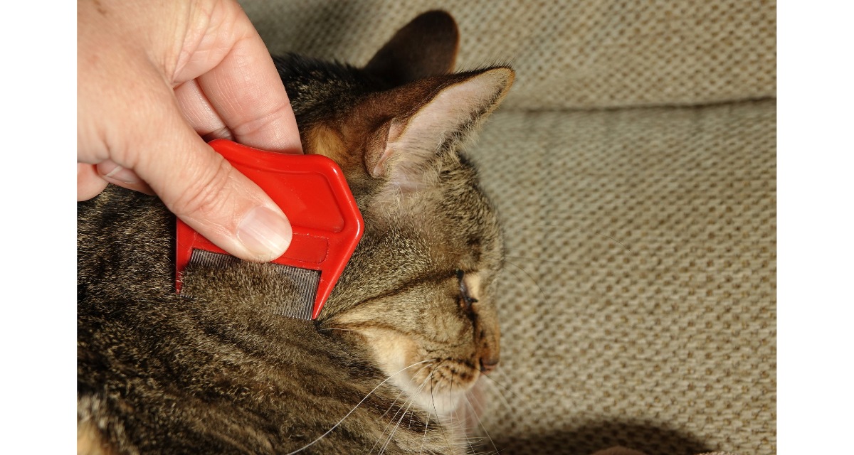 sisir kutu kucing