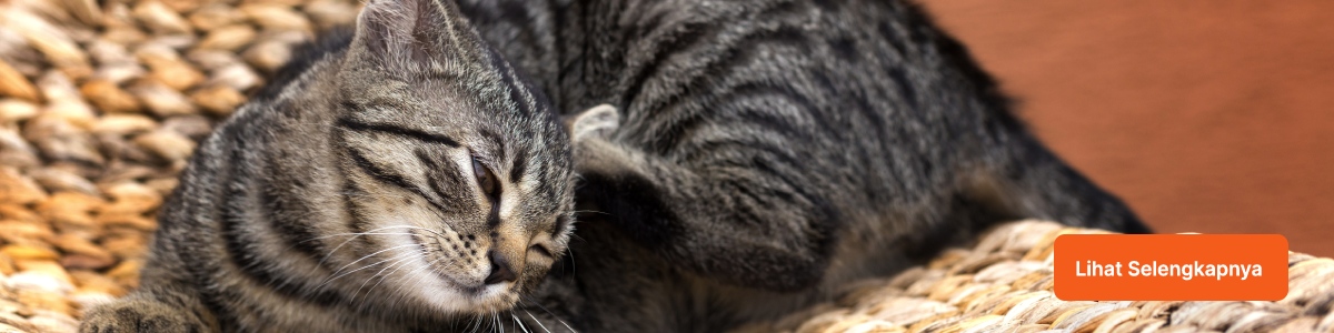 cara menghilangkan kutu kucing