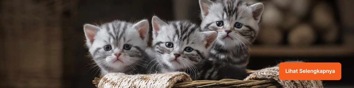 Cara Merawat Anak Kucing Agar Panjang Umur
