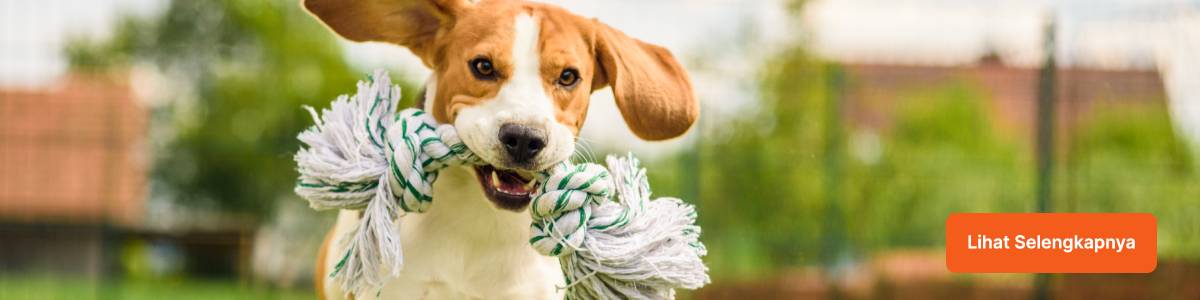 header_banner_dekstop_cta_cara_melatih_anjing