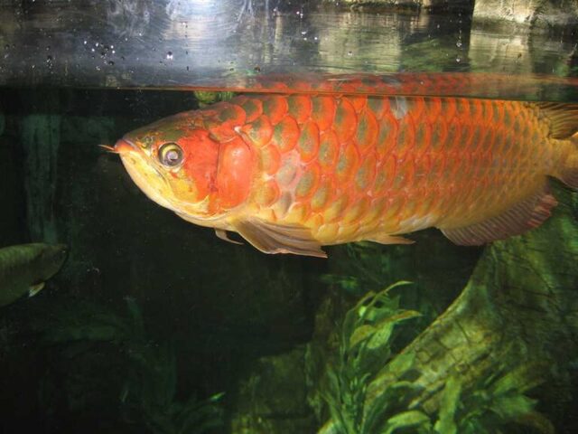IMAGE_TAHU_arwana-3_1745914821