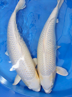 IMAGE_TAHU_ikan-koi-10_1745393792