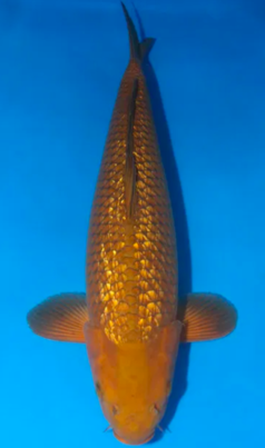 IMAGE_TAHU_ikan-koi-1_1745390709
