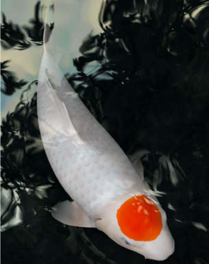 IMAGE_TAHU_ikan-koi-2_1745390791