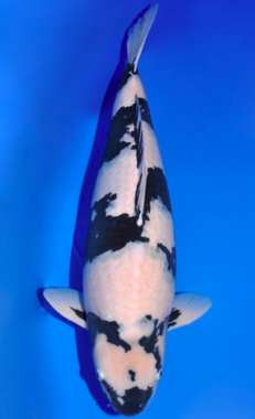 IMAGE_TAHU_ikan-koi-3_1745390885