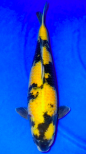 IMAGE_TAHU_ikan-koi-4_1745391272