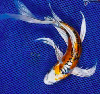 IMAGE_TAHU_ikan-koi-5_1745391370