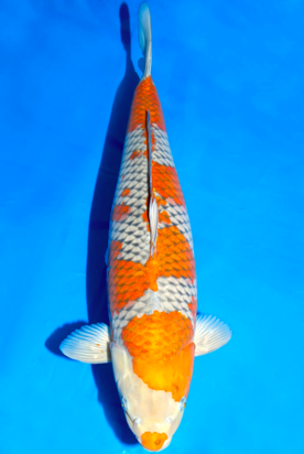 IMAGE_TAHU_ikan-koi-6_1745391555