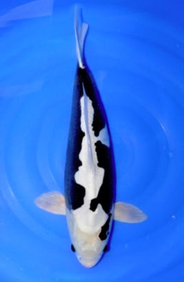 IMAGE_TAHU_ikan-koi-7_1745391630