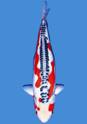 IMAGE_TAHU_ikan-koi-8_1745393511