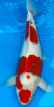 IMAGE_TAHU_ikan-koi-9_1745393648