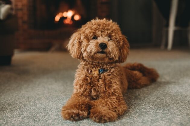 IMAGE_TAHU_poodle-1_1742877142