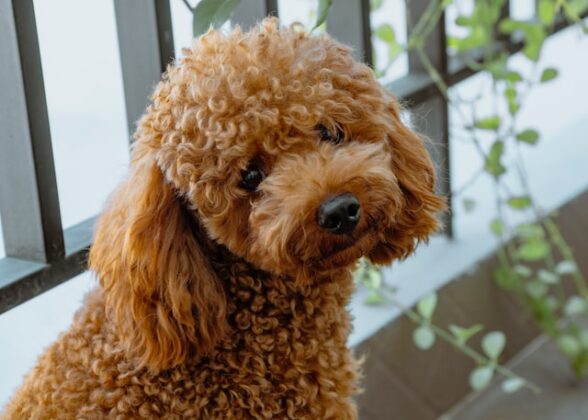 IMAGE_TAHU_poodle-3_1742877646