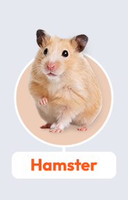 hamster