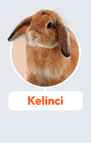 kelinci