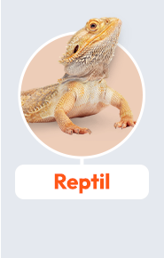 reptil