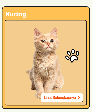 Cari Kebutuhan Kucing