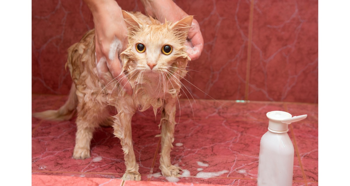 alat mandi kucing